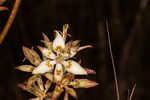 Sandbog deathcamas